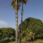 Allisola Country *